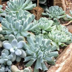 Echeveria Topsy Turvy - Succulent -Plant Collection Sales Shop topsy turvy planted 2