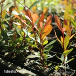 Tristaniopsis Luscious - Water Gum -Plant Collection Sales Shop tristaniopsis tubestock