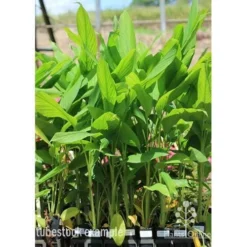 Turmeric -Plant Collection Sales Shop turmeric 18 march