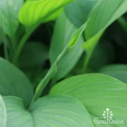 Turmeric -Plant Collection Sales Shop turmeric new leaf