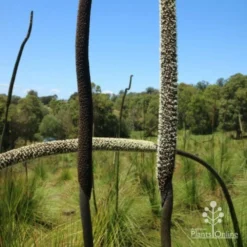 Xanthorrhoea - Grass Tree -Plant Collection Sales Shop two stages of grass tree flowerspike