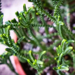 Crassula - Watchchain, Rat Tail Succulent -Plant Collection Sales Shop watchchain closeup