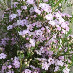 Chamelaucium Dancing Queen - Waxflower -Plant Collection Sales Shop wax dancing queen pg