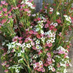 Chamelaucium MY SWEET 16™ - Waxflower -Plant Collection Sales Shop wax sweet 16 pg