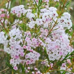 Chamelaucium Dancing Queen - Waxflower -Plant Collection Sales Shop waxflower dancing queen