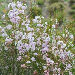 Chamelaucium Dancing Queen - Waxflower -Plant Collection Sales Shop waxflower dancing queen bush