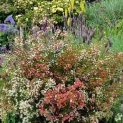 Chamelaucium MY SWEET 16™ - Waxflower -Plant Collection Sales Shop waxflower my sweet 16