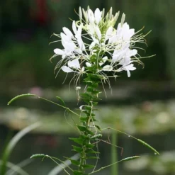 Cleome - Spider Flower - Seed 5 Cleome - Spider Flower - Seed -Plant Collection Sales Shop white cleome