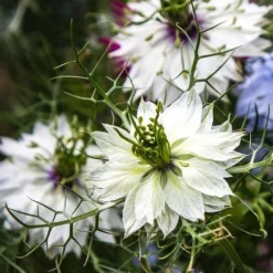 Nigella Miss Jekyll White - Love In A Mist - Seed 6 Nigella Miss Jekyll White - Love In A Mist - Seed -Plant Collection Sales Shop white nigella