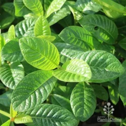 Gardenia White Star -Plant Collection Sales Shop white star leaves