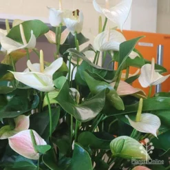 Anthurium White Winner -Plant Collection Sales Shop white winner plant flowering