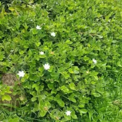 Gardenia White Star -Plant Collection Sales Shop white star 2 2