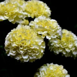 Marigold Kilimanjaro White - Seed -Plant Collection Sales Shop white tagetes