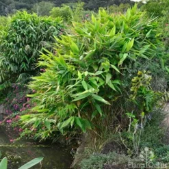 Tiger Grass - Thysanolaena 8 Tiger Grass - Thysanolaena -Plant Collection Sales Shop whole plant 4