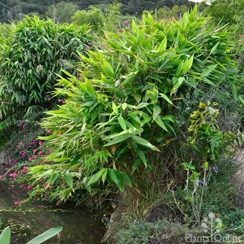Tiger Grass - Thysanolaena 3 Tiger Grass - Thysanolaena - Image 3