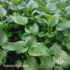 Philodendron Xanadu -Plant Collection Sales Shop xanadu tubestock