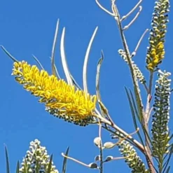 Grevillea Yamba Sunshine