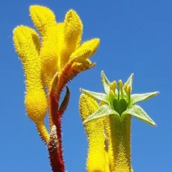 Anigozanthos Yellow Gem - Kangaroo Paw -Plant Collection Sales Shop yellow gem paw