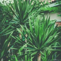 Yucca Elephantipes - Soft-tip Yucca 17 Yucca Elephantipes - Soft-tip Yucca -Plant Collection Sales Shop yucca clump small