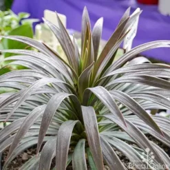 Yucca Desmetiana -Plant Collection Sales Shop yucca desmentiana plant