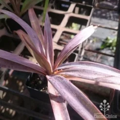 Yucca Desmetiana -Plant Collection Sales Shop yucca desmet