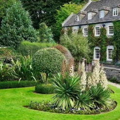 Yucca Elephantipes - Soft-tip Yucca 15 Yucca Elephantipes - Soft-tip Yucca -Plant Collection Sales Shop yucca variegated in formal garden