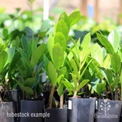 Zamioculcas Zanzibar Gem - ZZ Plant -Plant Collection Sales Shop zamioculcas tubes