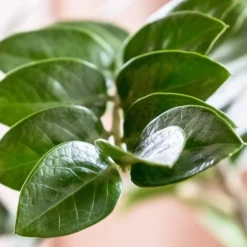 Zamioculcas Zanzibar Gem - ZZ Plant -Plant Collection Sales Shop zanzibar leaf closeup
